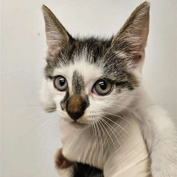 A baby small-sized male White Domestic Short Hair cat named Gorgonzola for adoption in Jacksonville, FL