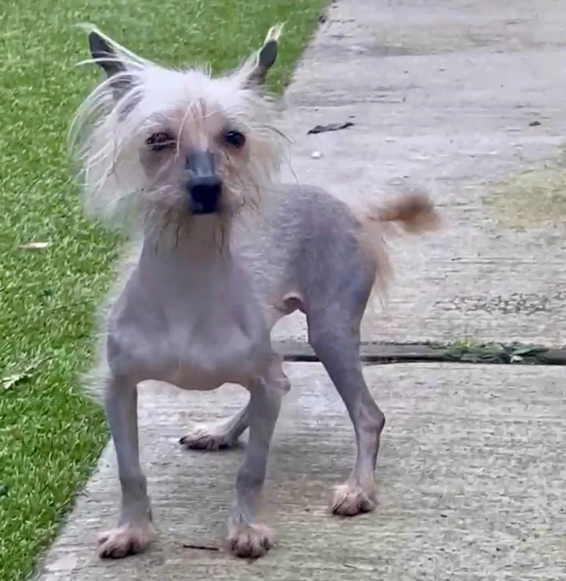 A young medium-sized male Chinese Crested Dog dog named Bowie for adoption in Eastsound, WA