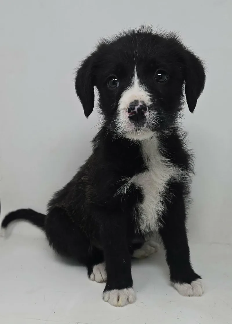 Zenith King thumbnail 2