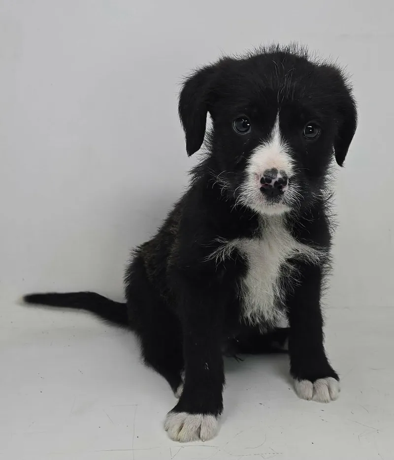 Zenith King thumbnail 3