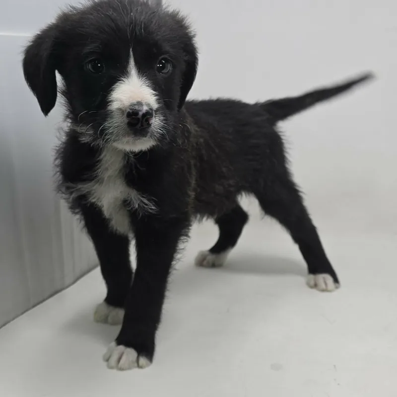 Zenith King thumbnail 4