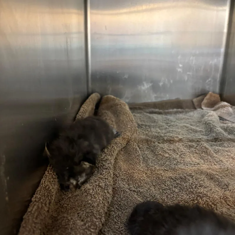 A baby small-sized male Domestic Short Hair cat named Mushroom for adoption in Parrish, AL