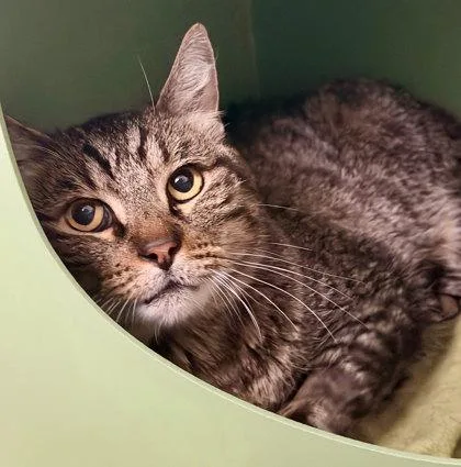 A senior small-sized male Gray / Blue / Silver Domestic Short Hair cat named Vincent for adoption in Sacramento, CA