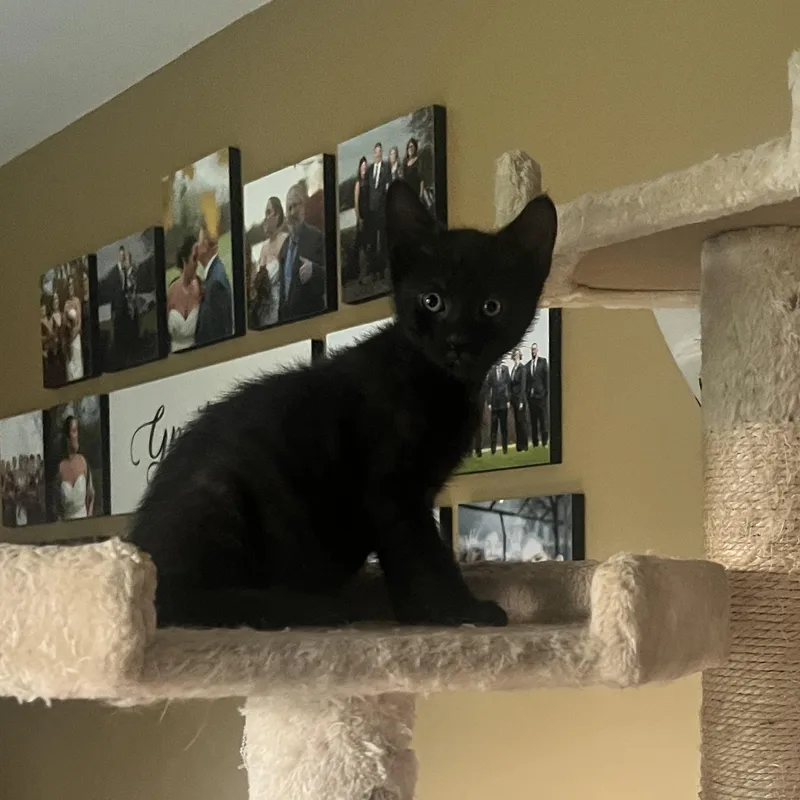 A baby medium-sized male Black Domestic Short Hair cat named Stormy for adoption in Ontario, NY