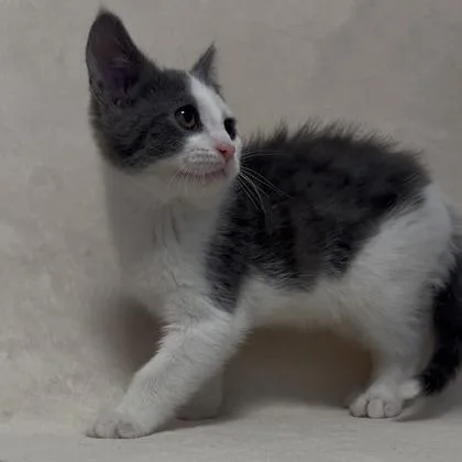 A baby small-sized male Domestic Short Hair cat named Nicky for adoption in Janesville, WI