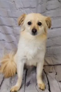 A young small-sized male Papillon dog named Sam . for adoption in Dothan, AL