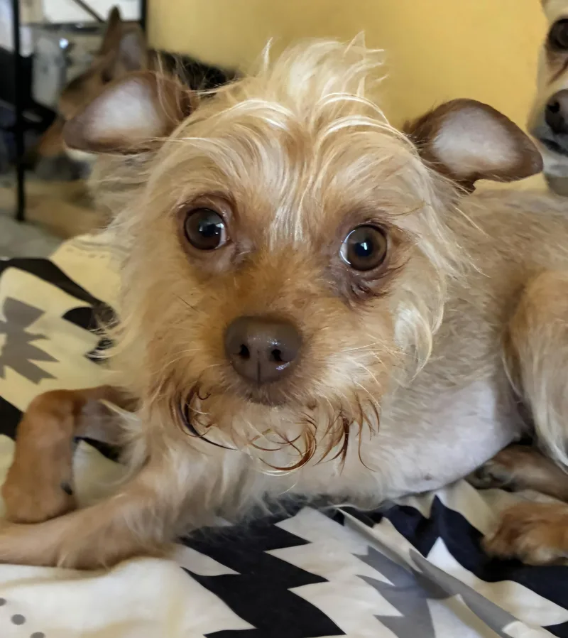 An adult small-sized female Golden Yorkshire Terrier dog named Zoey for adoption in Lancaster, CA
