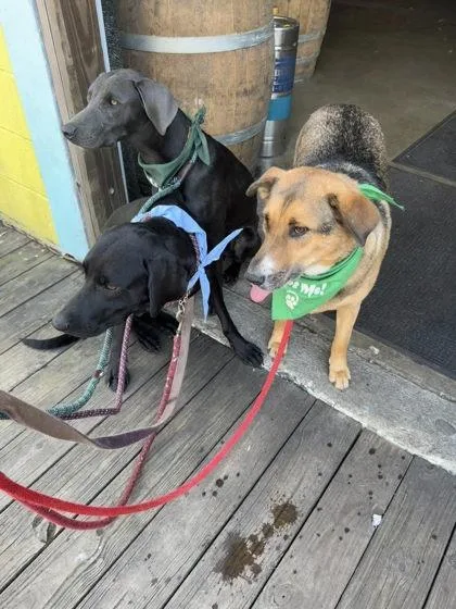 An adult large-sized male Retriever dog named Leyvi for adoption in Savannah, GA