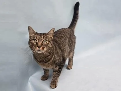 An adult small-sized female Domestic Short Hair cat named Millie for adoption in Coon Rapids, MN