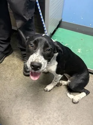 A young small-sized female Pit Bull Terrier dog named Edna for adoption in Seneca, SC