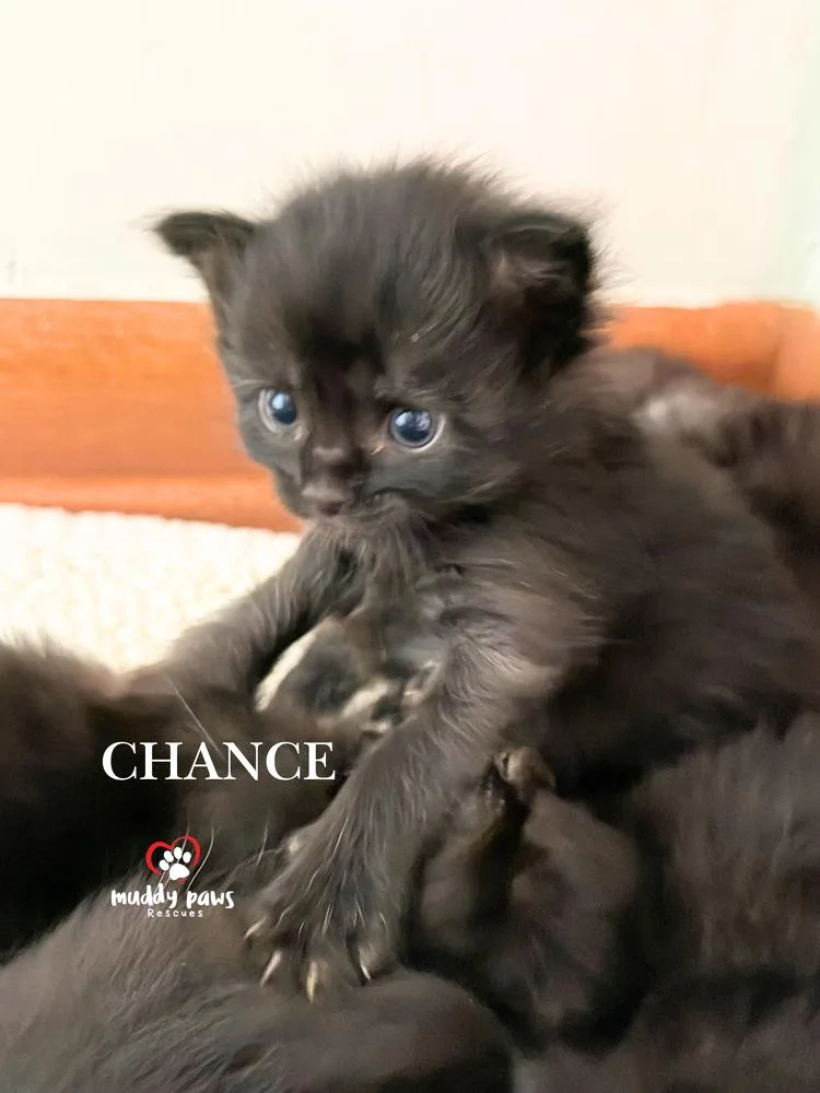 A baby small-sized male Black Domestic Short Hair cat named Storm Survivors: Chance for adoption in Council Bluffs, IA