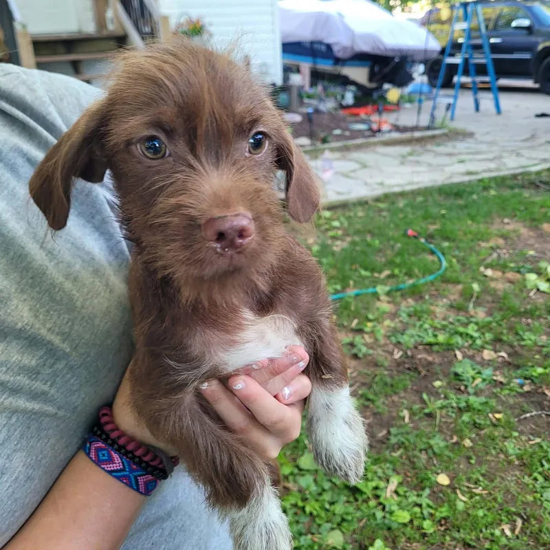 A baby small-sized male Schnauzer dog named Goblin for adoption in New London, WI