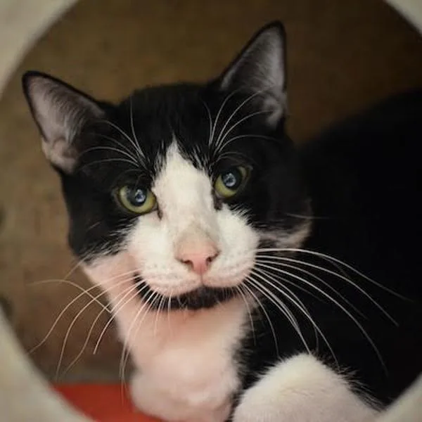 An adult medium-sized male Domestic Short Hair cat named Doordash for adoption in Troutdale, OR