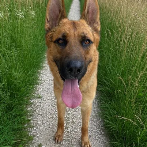 A young large-sized male German Shepherd Dog dog named Harbor for adoption in Clinton Township, MI
