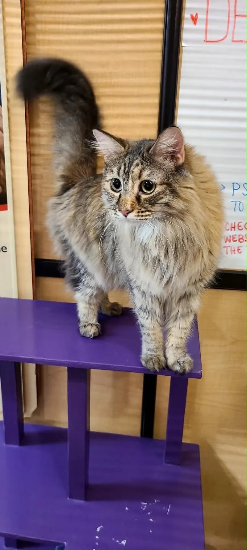 An adult medium-sized female Tabby (Brown / Chocolate) Domestic Long Hair cat named Mystique for adoption in Queen Creek, AZ
