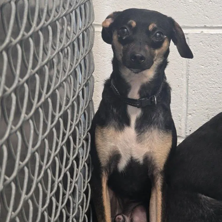 An adult small-sized male Bicolor Chihuahua dog named Jacob for adoption in Saint Marys, PA