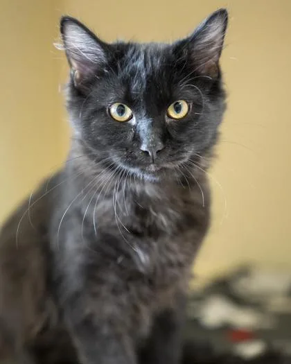 A baby medium-sized male Domestic Medium Hair cat named Derek for adoption in Pequot Lakes, MN