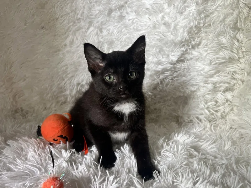 A baby medium-sized female Domestic Short Hair cat named Elly for adoption in Georgetown, KY