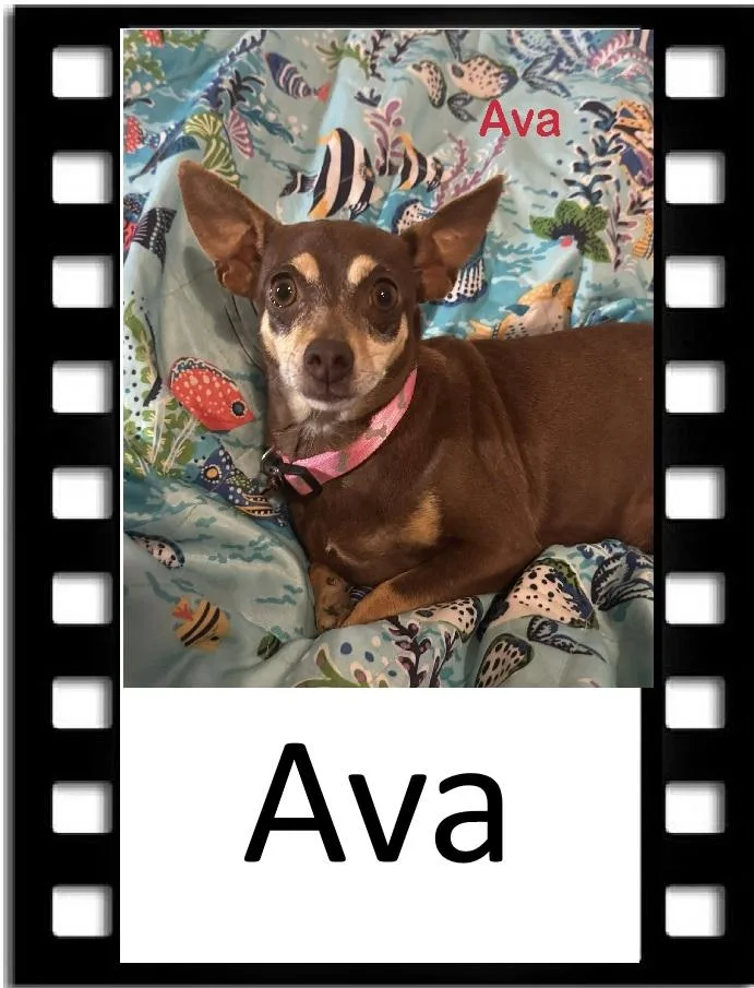 An adult small-sized female Bicolor Chihuahua dog named Ava for adoption in Navarre, FL