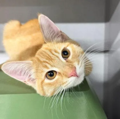 A baby small-sized male Domestic Short Hair cat named Mars for adoption in Sacramento, CA