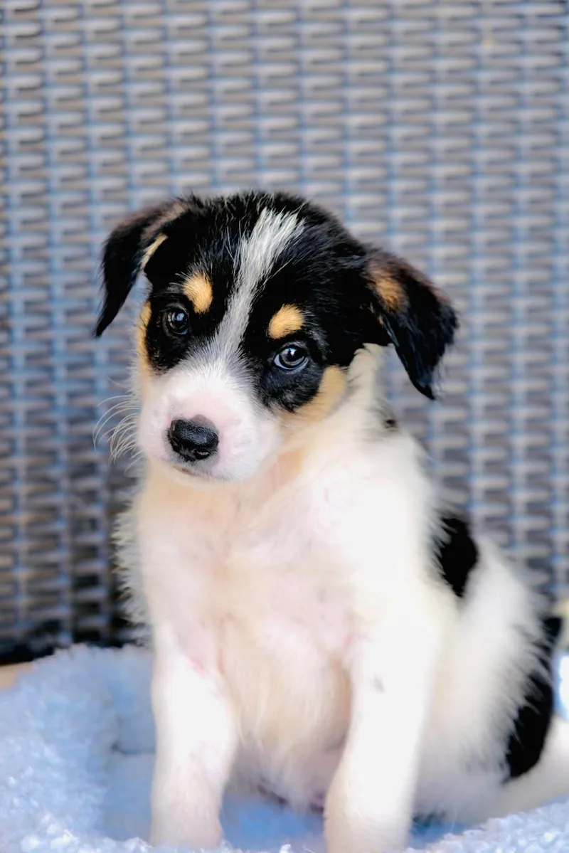 A baby medium-sized male Border Collie dog named TBone for adoption in San Diego, CA
