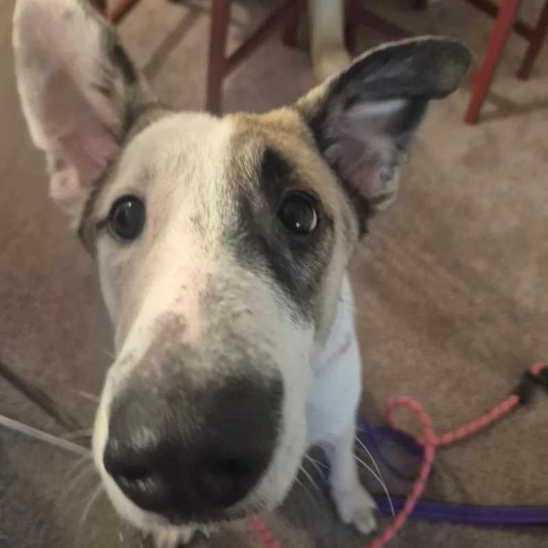 A young medium-sized male Shepherd dog named Chowder for adoption in Ferndale, MI
