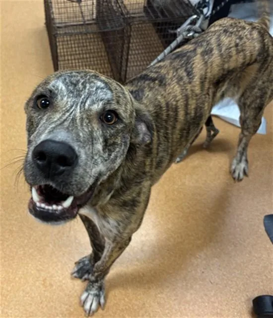 A young large-sized male Whippet dog named Mahogany for adoption in Martinez, CA