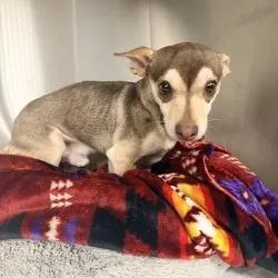 An adult small-sized male Brown / Chocolate Chihuahua dog named Dog for adoption in Bullhead City, AZ