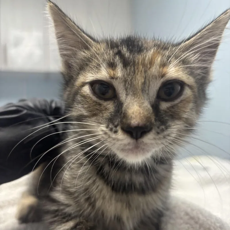 A baby small-sized female Brown / Chocolate Domestic Short Hair cat named Truffle for adoption in Riverside, CA