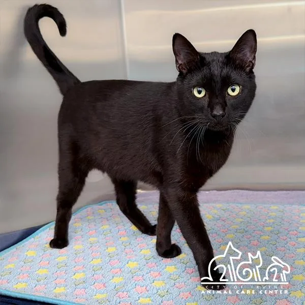 A young small-sized male Domestic Short Hair cat named Onyx for adoption in Irvine, CA