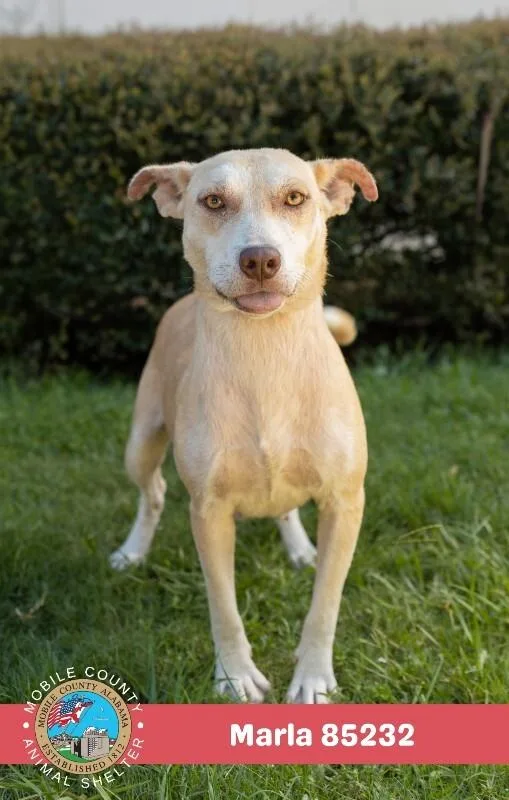 An adult medium-sized female Brown / Chocolate Mixed Breed dog named Marla for adoption in Mobile, AL