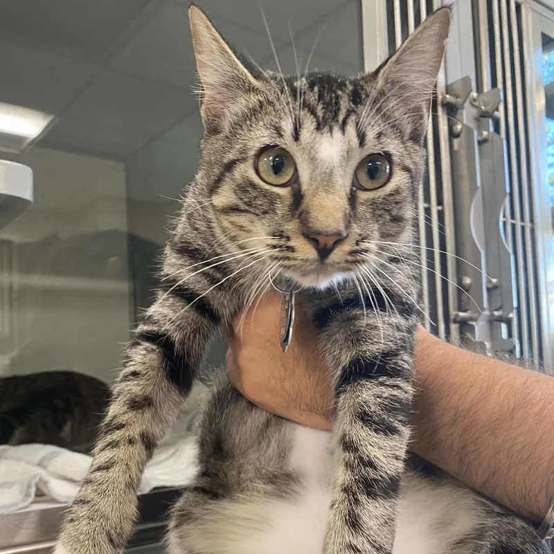 A young small-sized male Brown / Chocolate Domestic Short Hair cat named G Bacon for adoption in Port Washington, NY