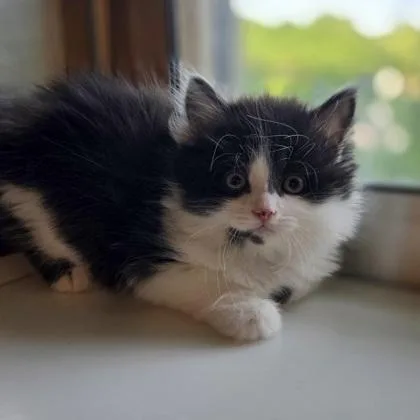 Basil
