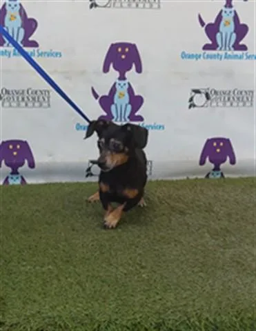 A senior small-sized female Chihuahua dog named Callie for adoption in Orlando, FL