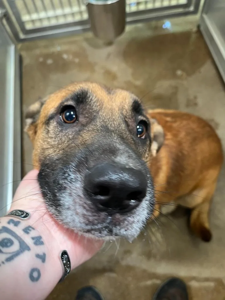 Dog Kennel Buster