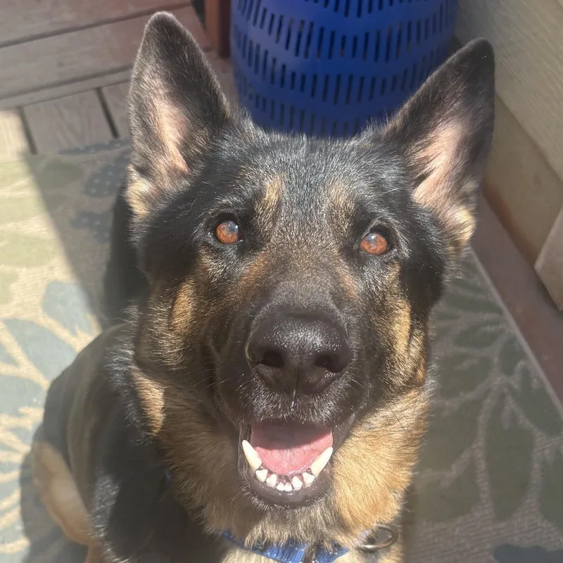 An adult large-sized male Black German Shepherd Dog dog named Blaze for adoption in New Ringgold, PA