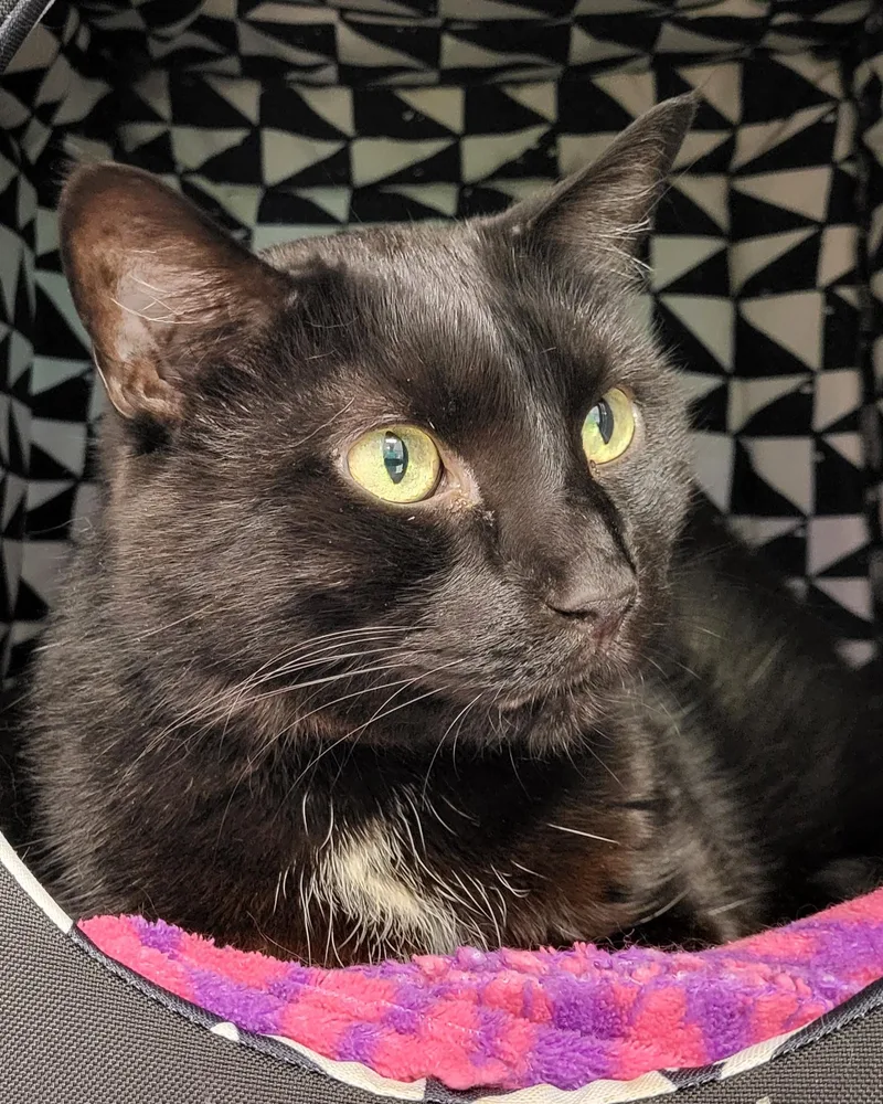 Pyewacket thumbnail 2