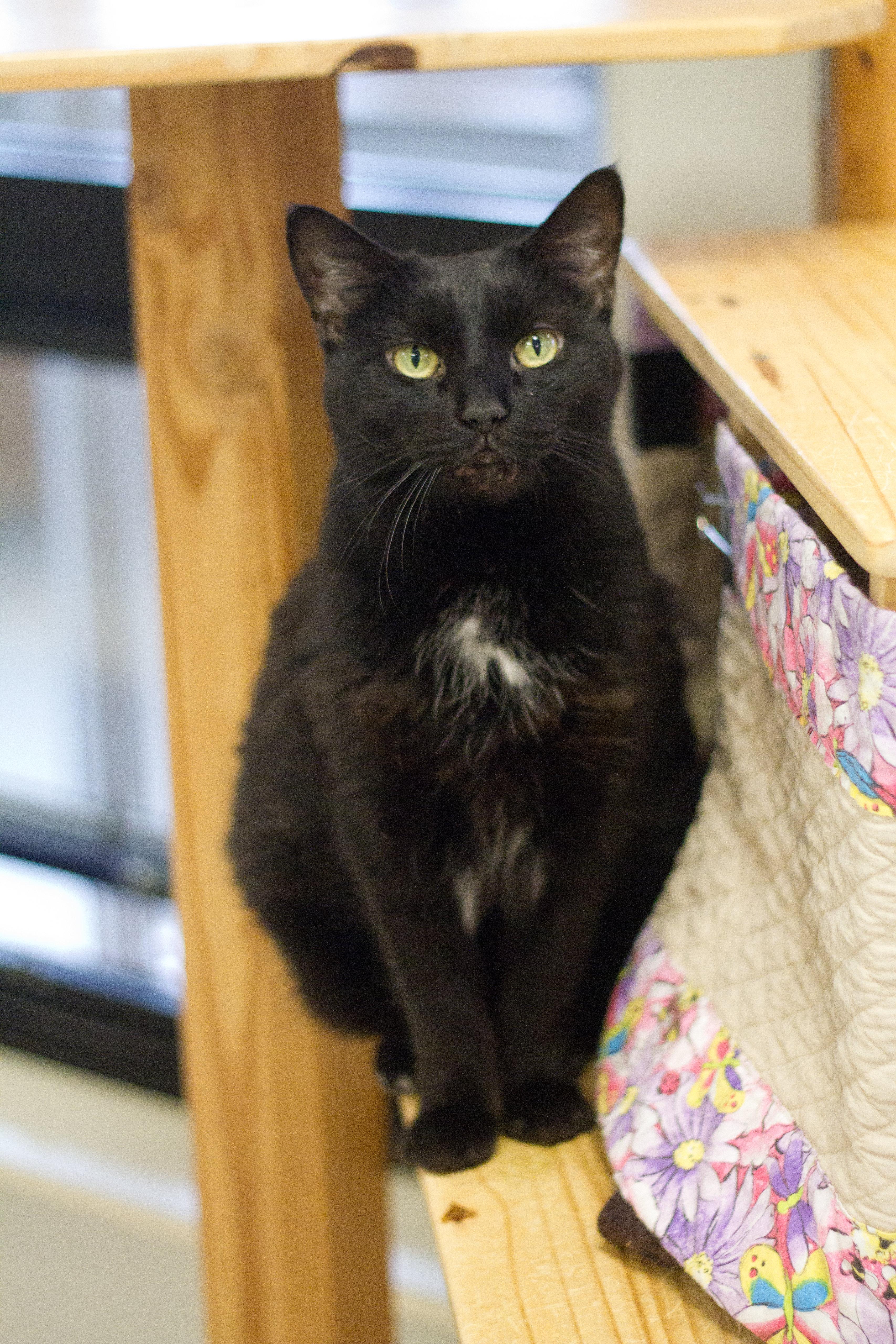 Pyewacket thumbnail 3