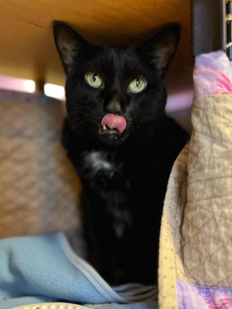 Pyewacket thumbnail 4