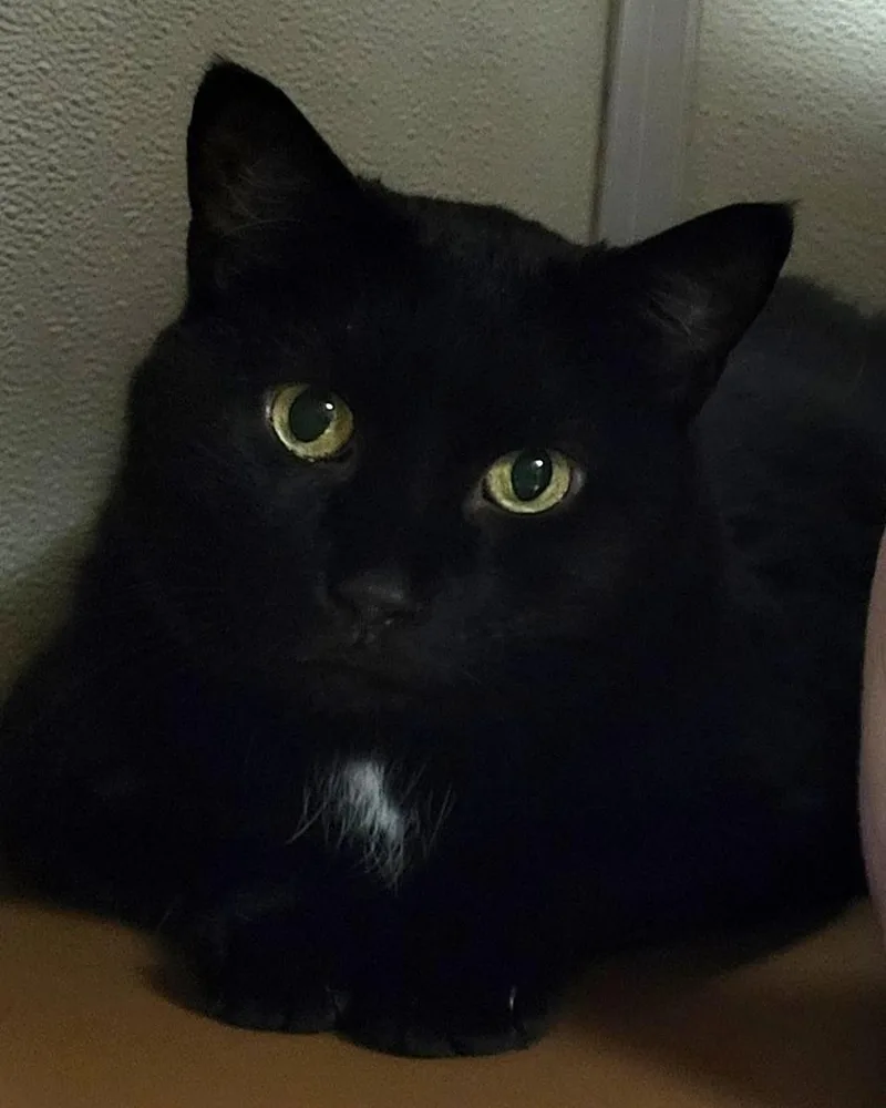 Pyewacket thumbnail 5