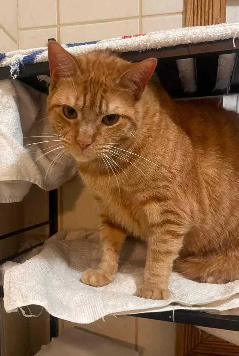 An adult medium-sized male Domestic Short Hair cat named Beethoven for adoption in East Rockaway, NY