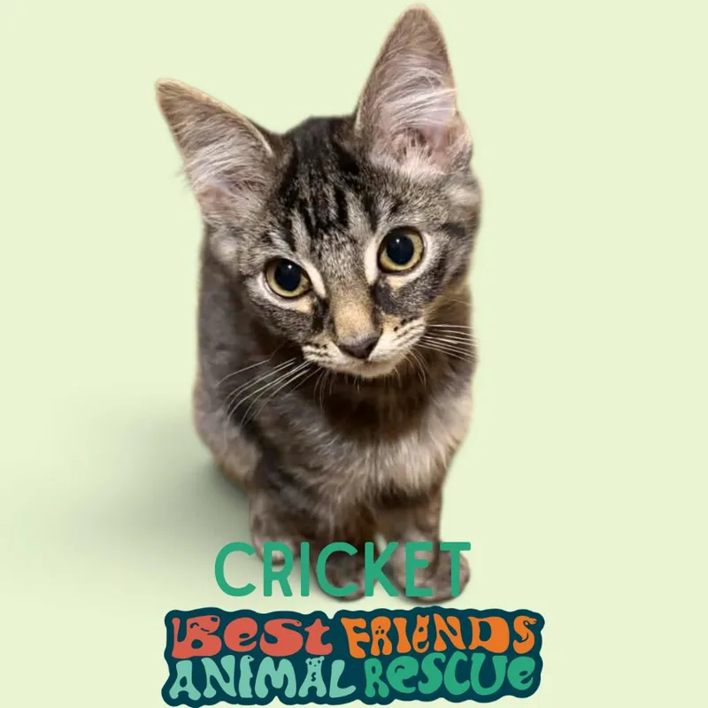 A baby small-sized male Domestic Short Hair cat named Cricket for adoption in Wasilla, AK