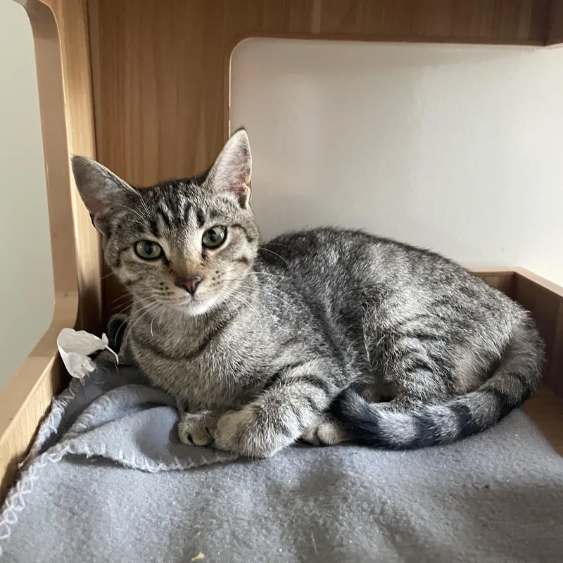 A baby medium-sized female Tabby cat named Minnie for adoption in McKenzie, TN