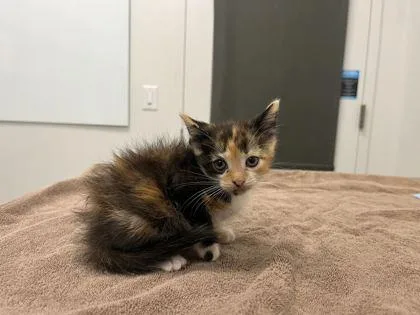 A baby small-sized female Black Domestic Short Hair cat named Puddin for adoption in Kansas City, MO