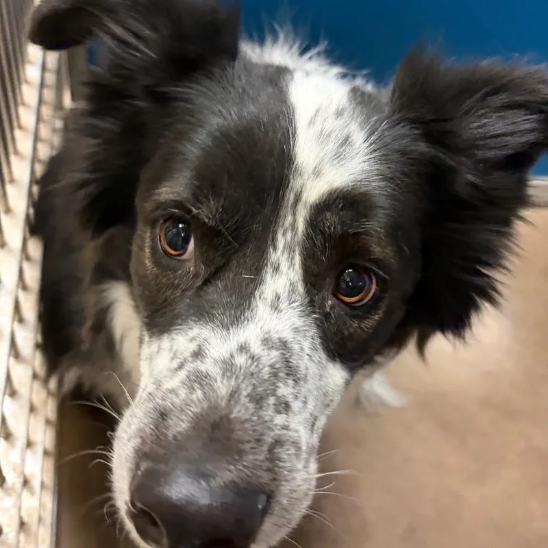 An adult large-sized male Black Collie dog named Dexter for adoption in Flagstaff, AZ