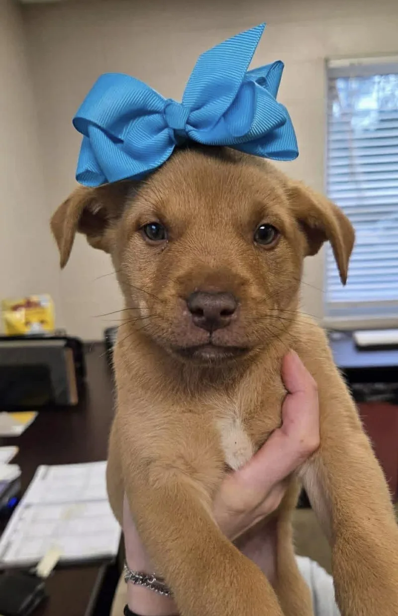 A baby medium-sized male Golden Retriever dog named Siri for adoption in Hamilton , NJ