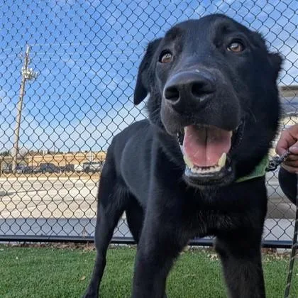 An adult medium-sized male Mixed Breed dog named Zeus for adoption in Dallas, TX