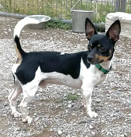 An adult small-sized male Chihuahua dog named Dutton for adoption in Polson, MT