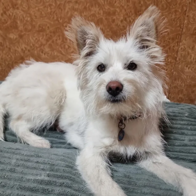 A young small-sized female White / Cream West Highland White Terrier / Westie dog named Mix" for adoption in Springfield, VA