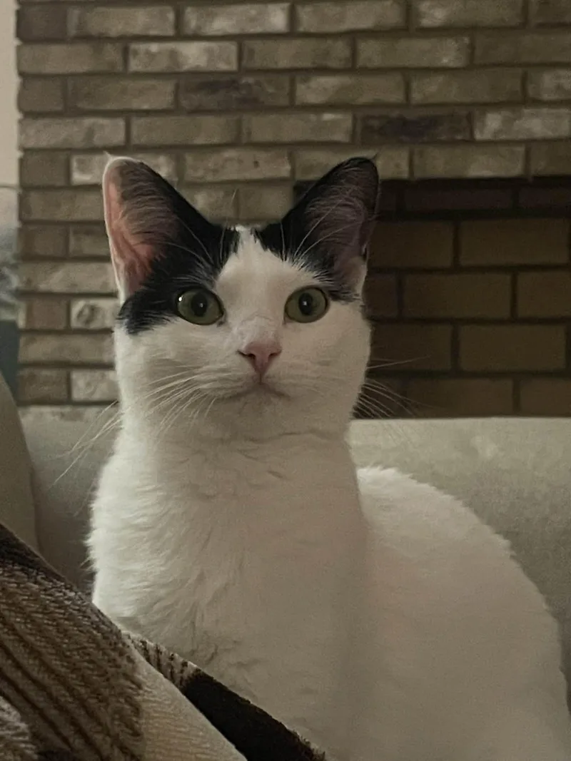 Pebbles